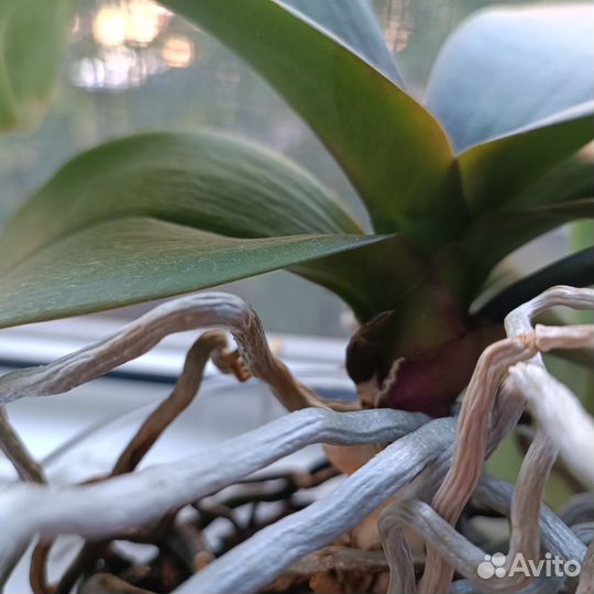 Орхидея фаленопсис