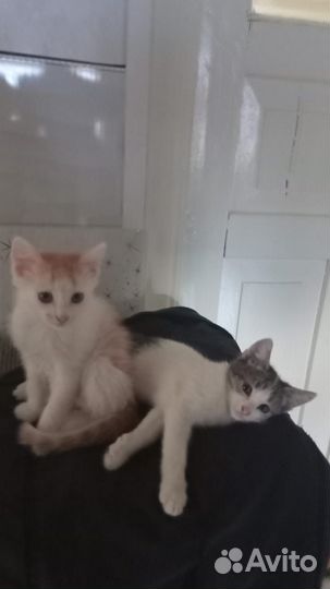 Кошки в добрые руки