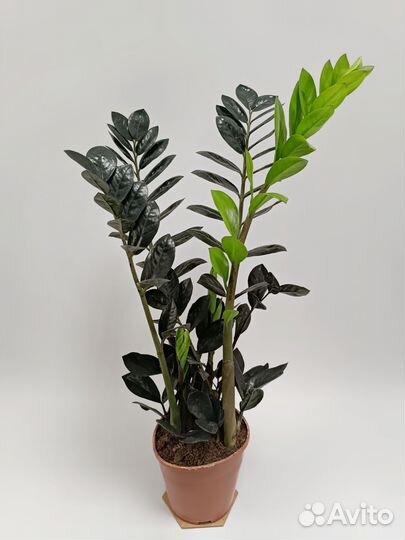 Замиокулькас черный Равен (Raven)