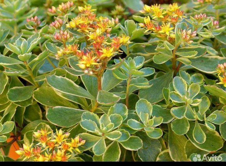 Многолетники для сада