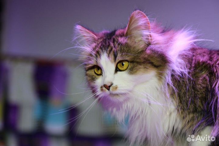 2 билета в Цирк Куклачева - Театр Куклачева 5 мая