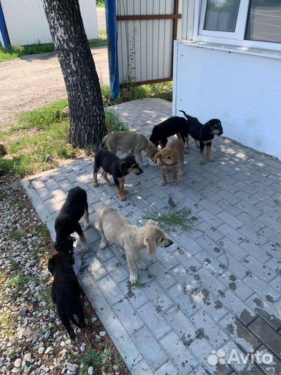Собаки щенки