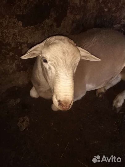 Белый дорпер баран