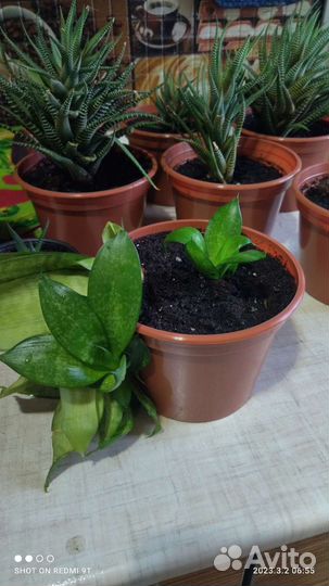 Тидея,хавортия,сансевиерия