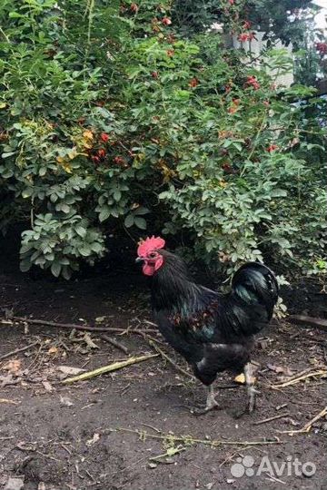 Петухи породы Лакеданзи, Синь-Синь-Дянь, Брама