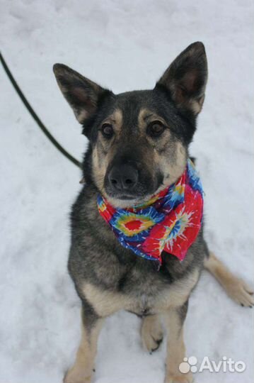 Одинокая и маленькая в клетке со слезами