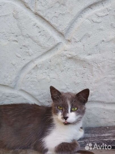 Кошечка в добрые руки