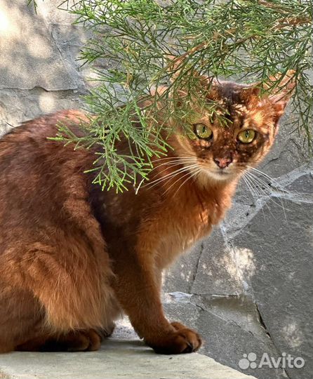 Кот Сомали в добрые руки