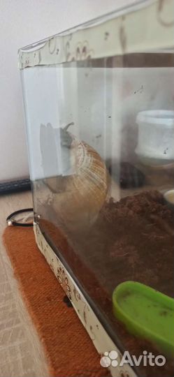 Улитка Ахатина