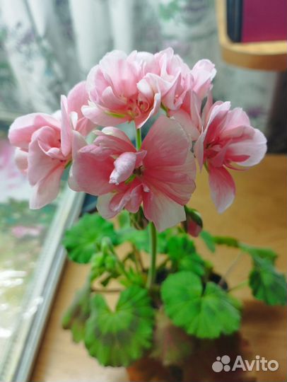 Пеларгония герань