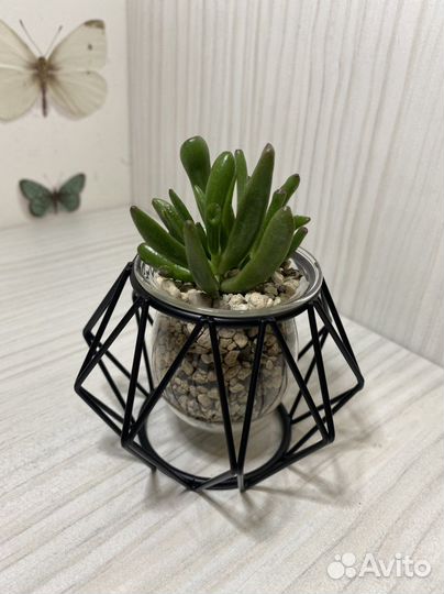 Интерьерное Кашпо с суккулентом