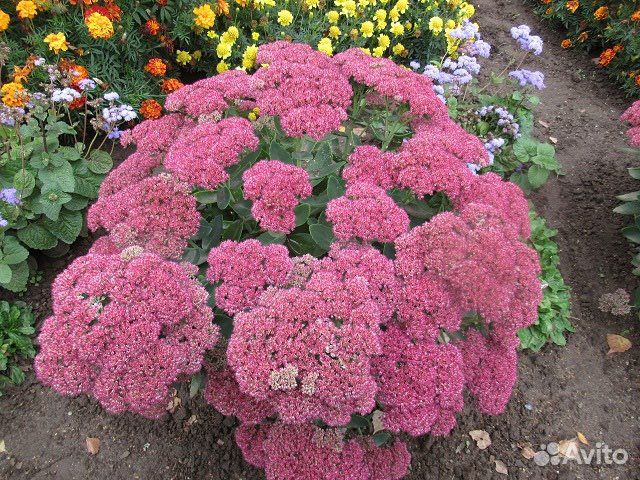 Цветы многолетники