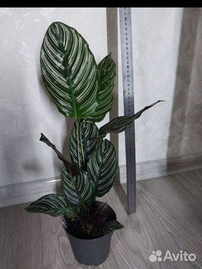 Аглаонема, калатея, батерфляй и др