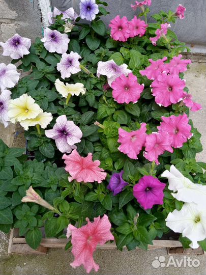 Рассада уличных цветов и овощей