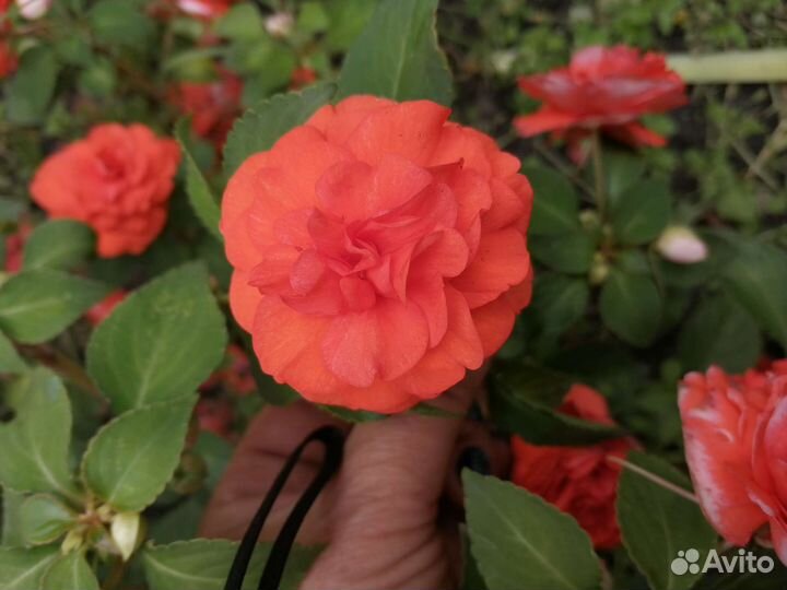 Бальзамин ванька мокрый