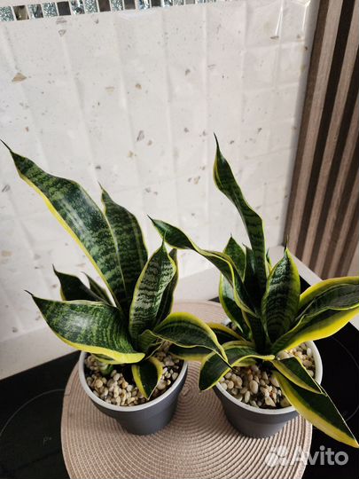 Сансевиерия