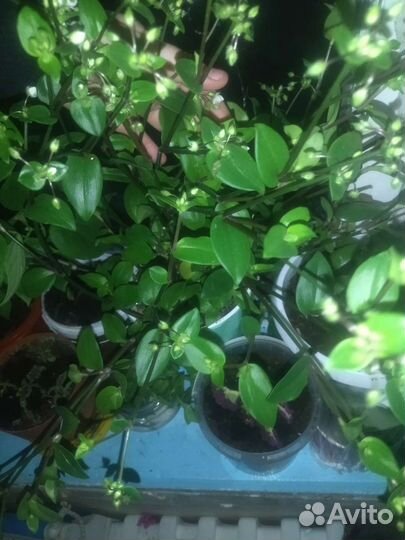 Традесканция вьющий красивый