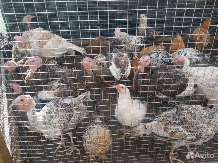 Индюшки молодые