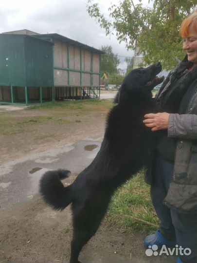 Крупная собака. Девочка, подросток в дар