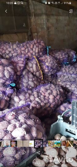 Продам картофель оптом