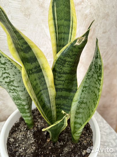 Сансевиерия трехполосная