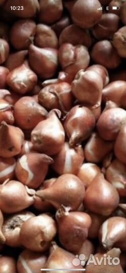 Луковицы тюльпанов