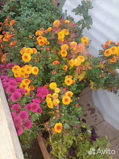 Хризантемы мультифлора черенки