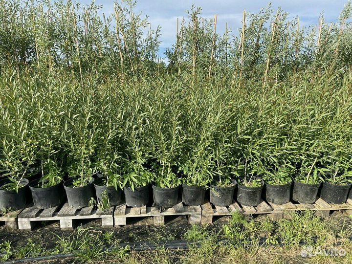 Ива ломкая (Salix frajilis) Bullata