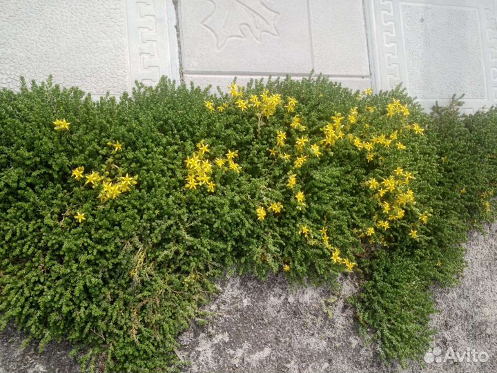 Почвопокровные растения