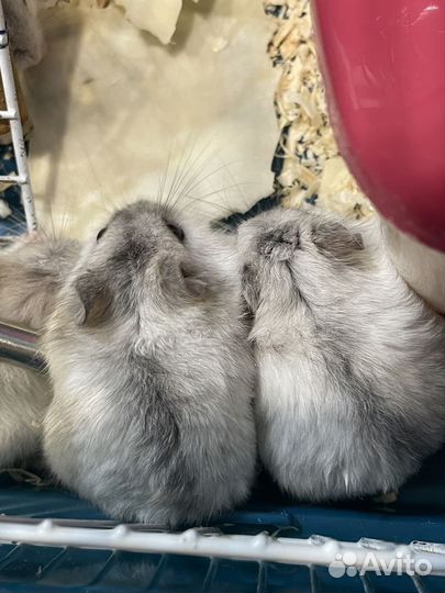 Хомяки джунгарские (серые, перл)