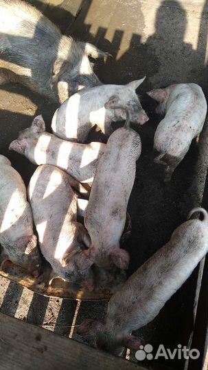 Амурская область. Октябрьский район. Черёмушки