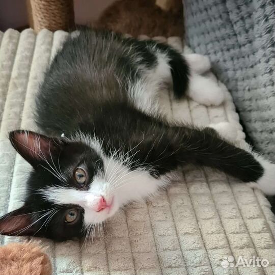 Котодети в подарок, только в добрые-добрые руки:)