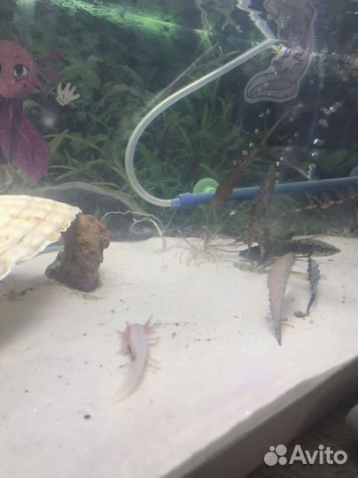 Продаю аквариум(или обмен на террариум)