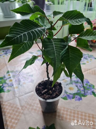 Пуансеттия