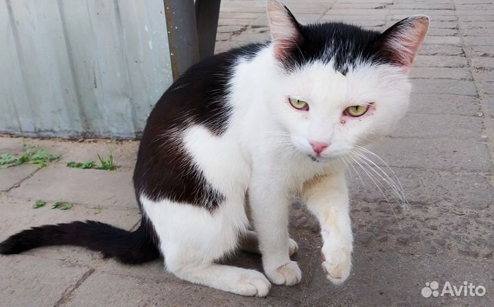 Котик в дар