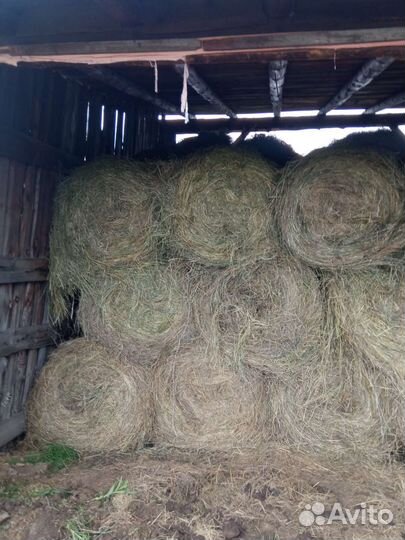 Продам сено в рулонах