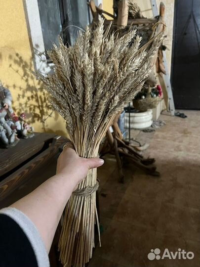 Колосья пшеницы
