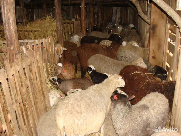 Овцы бараны