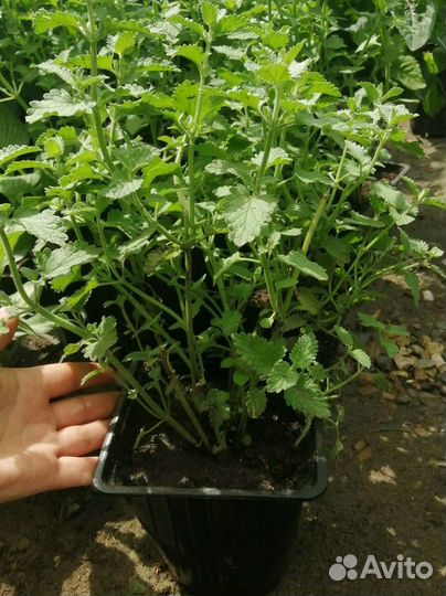 Котовник фассена 