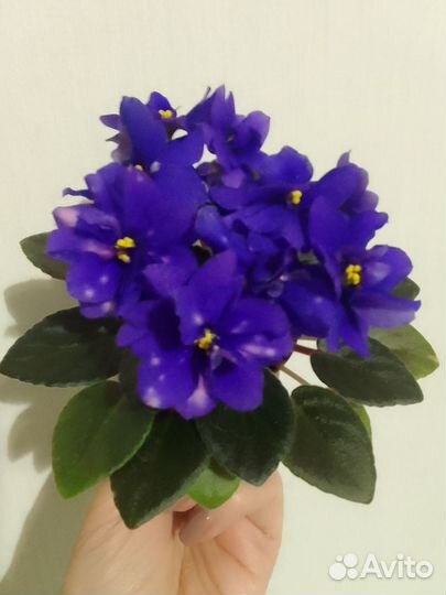 Детки сортовых мини и полумини фиалок