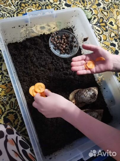 Улитки ахатина отдам