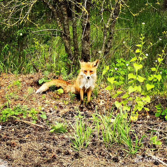 Экскурсии по Калининградской области