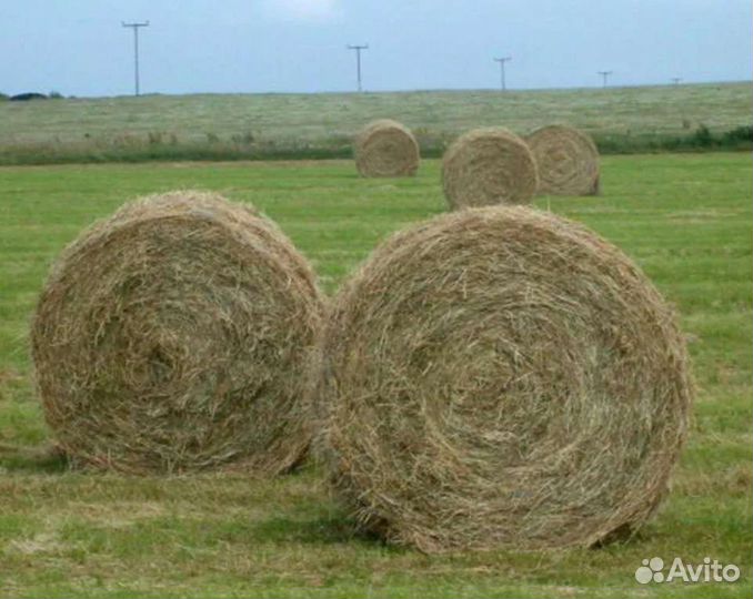 Продам сено в рулонах