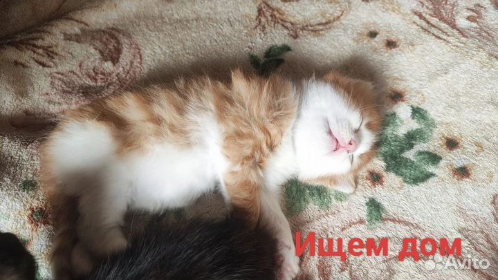 Котята в добрые руки