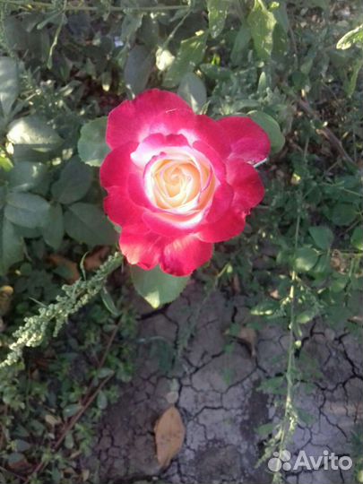 Крупные кусты Розы Оптом в розницу