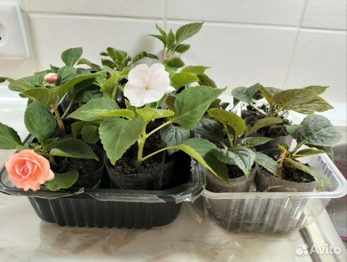 Бальзамины