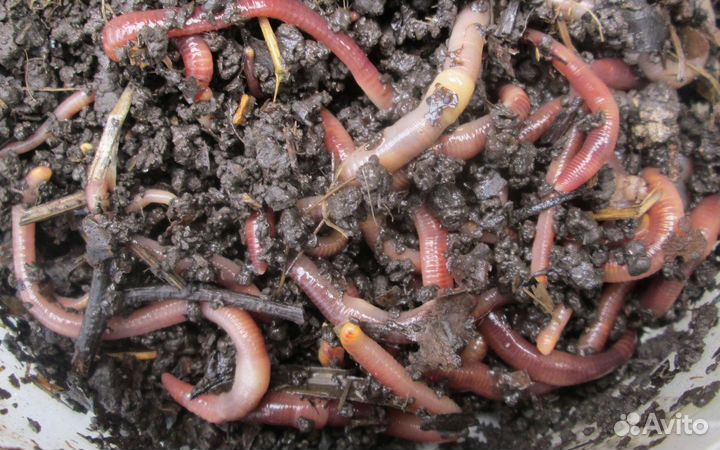 Калифорнийский червь