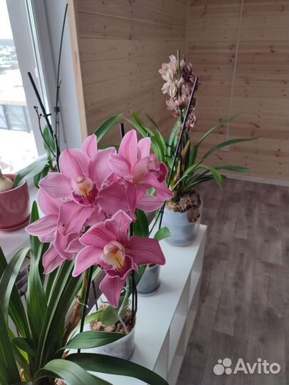 Орхидея Цимбидиум