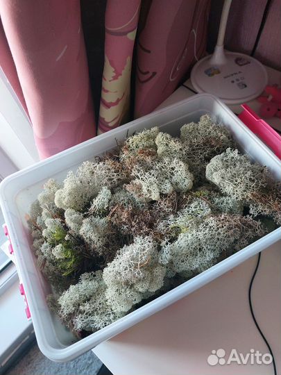 Улитки ахатины альбиносы