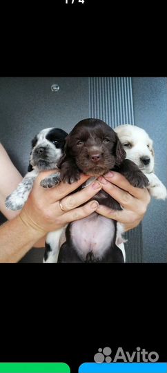 Щенки спаниеля